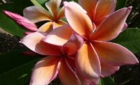 Plumeria rubra "Queen Amber" - im 26cm Topf