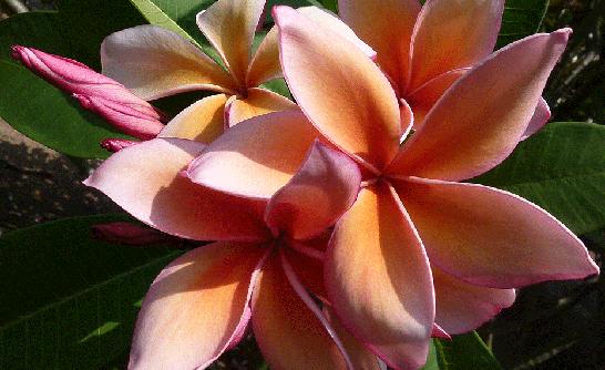 Plumeria rubra "Queen Amber"