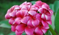 Plumeria rubra "R03" - im 26cm Topf