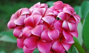 Plumeria rubra "R03"