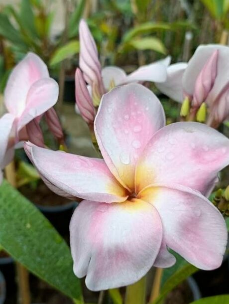 Plumeria rubra 'Rattikan' - bare-root