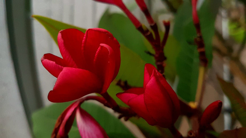 Plumeria rubra "Red Jack"
