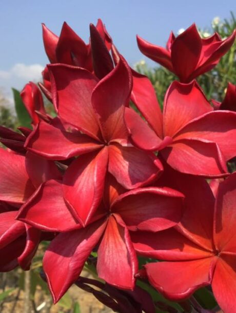 Plumeria rubra "Red Pagoda" - wurzelnackt