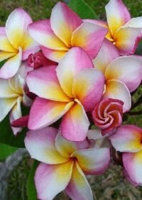 Plumeria rubra "Rhonda" - 26cm Topf