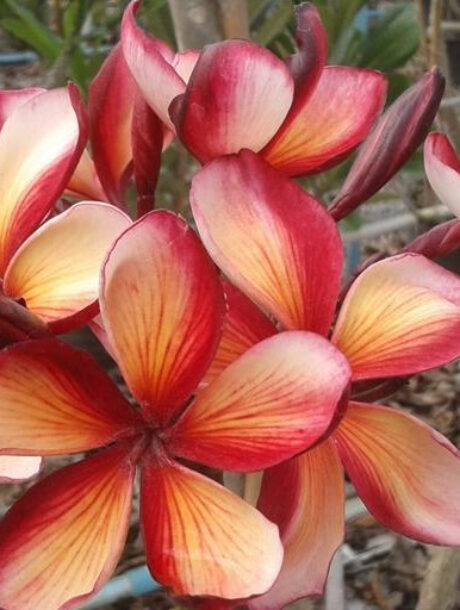 Plumeria rubra cv. "Saithong" - unbewurzelter Steckling