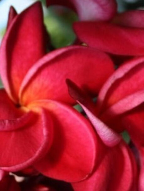 Plumeria rubra cv. «Siam Red» – bouture non enracinée