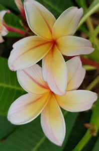Plumeria rubra "Sun Dragon"