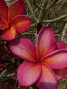 Plumeria rubra "Supernova" - wurzelnackt
