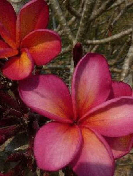 Plumeria rubra "Supernova" - wurzelnackt