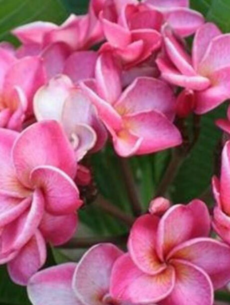 Plumeria rubra cv. « Sweet Pea » – bouture non enracinée