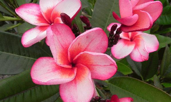 Plumeria rubra cv. "Temple Fire" - unbewurzelter Steckling