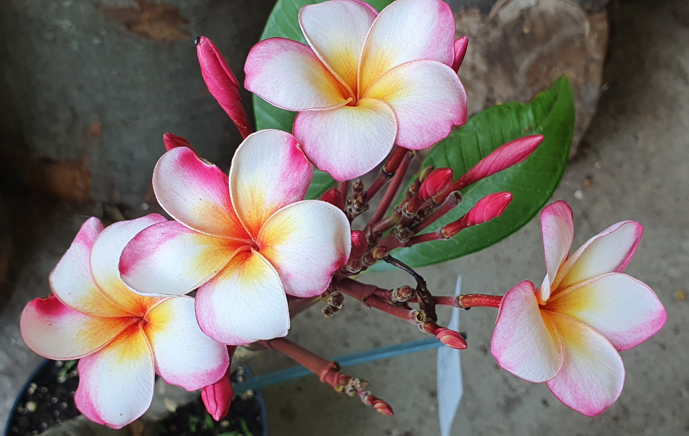 Plumeria rubra "Thumbalina"