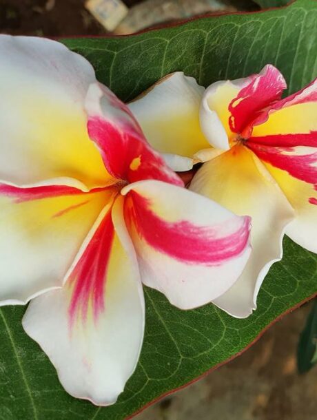 Plumeria rubra cv. « Vishanu Gold Splash » – bouture non enracinée