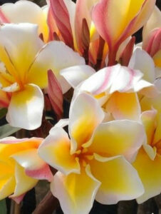 Plumeria rubra "Vishanu Gold"