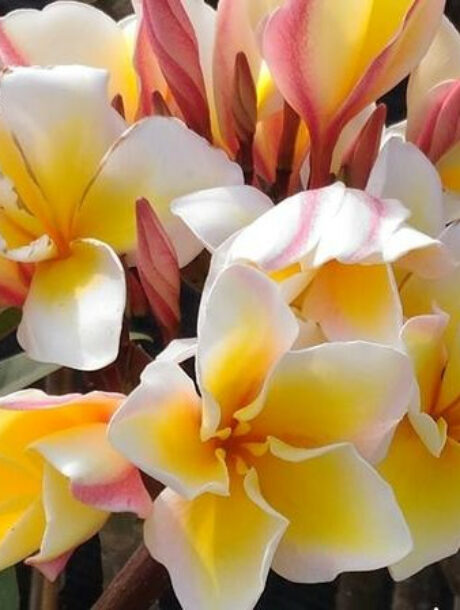 Plumeria rubra "Vishanu Gold" - bare root