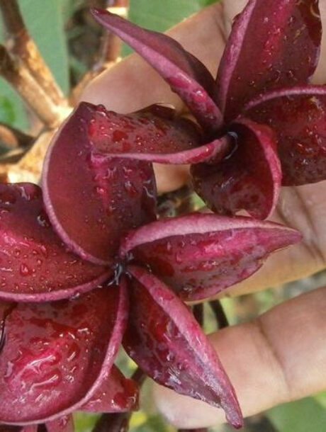 Plumeria rubra "Wah Gor", wurzelnackt