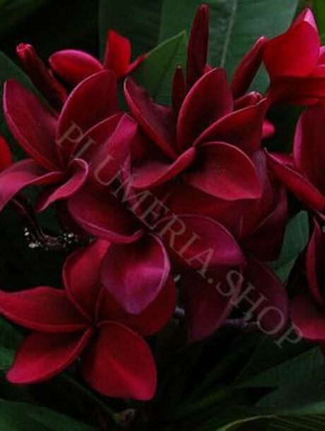 Plumeria rubra cv. « Wako » – bouture non enracinée