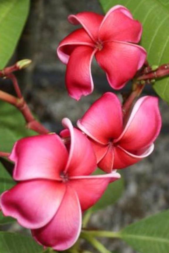 Plumeria rubra "Waxy Red"