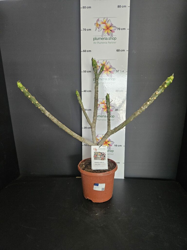 Plumeria rubra „Mojito“