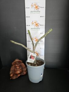 Plumeria rubra "Supernova"
