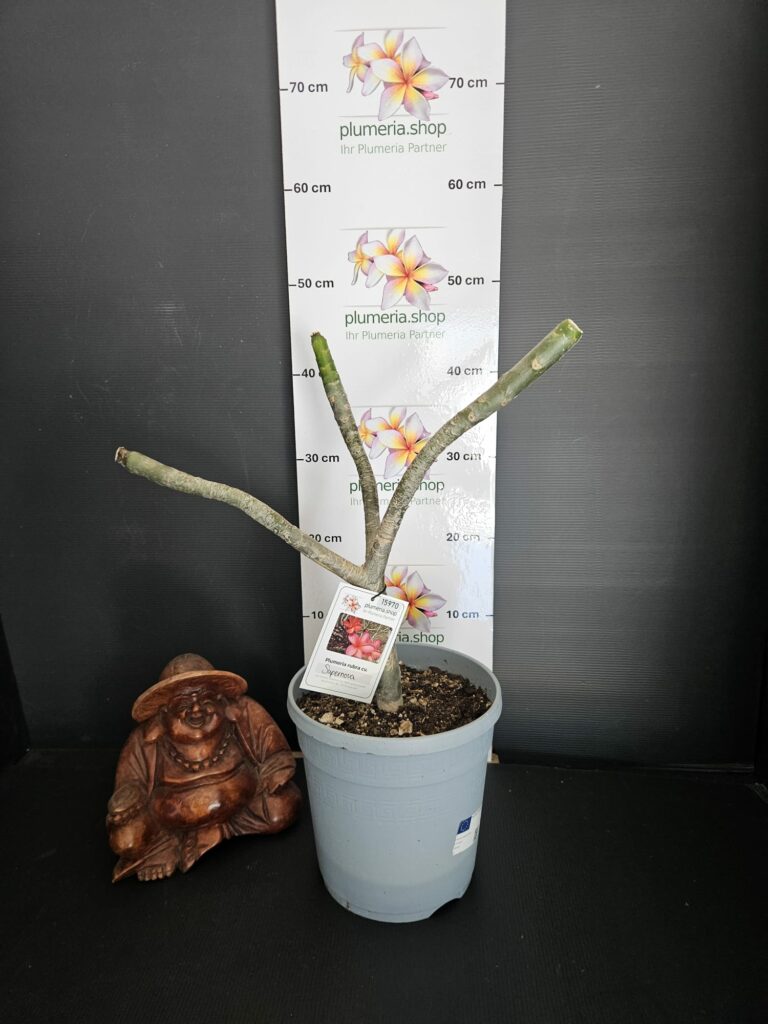 Plumeria rubra "Supernova"