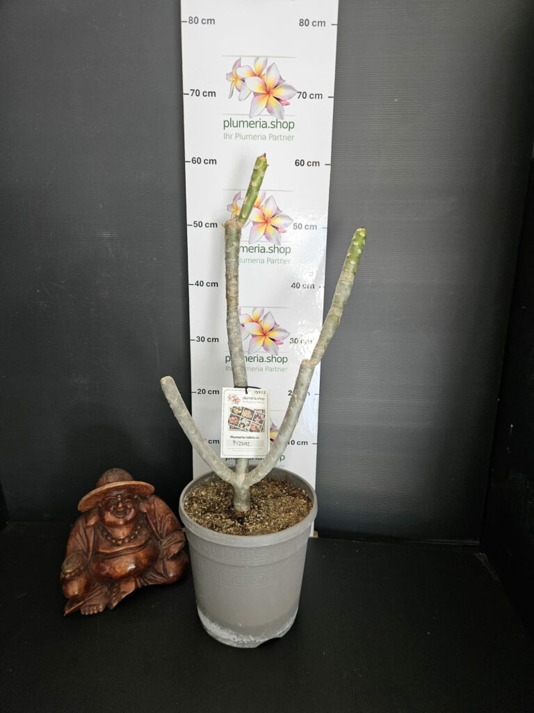 Plumeria rubra "Pizzaz"