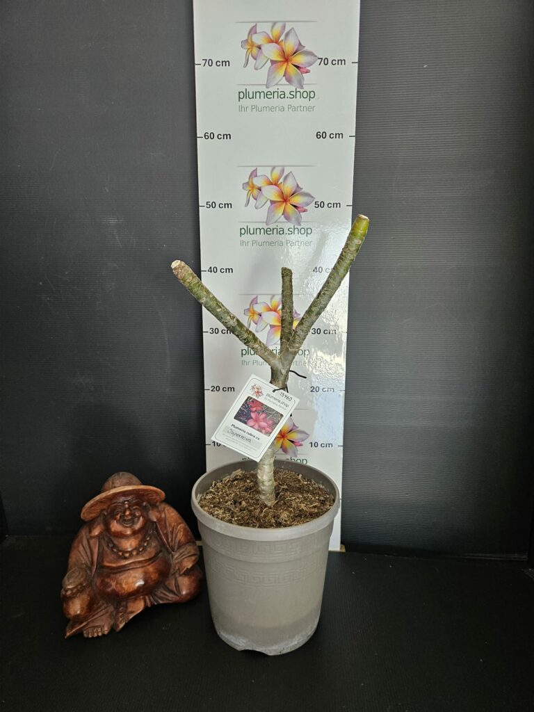 Plumeria rubra "Supernova"