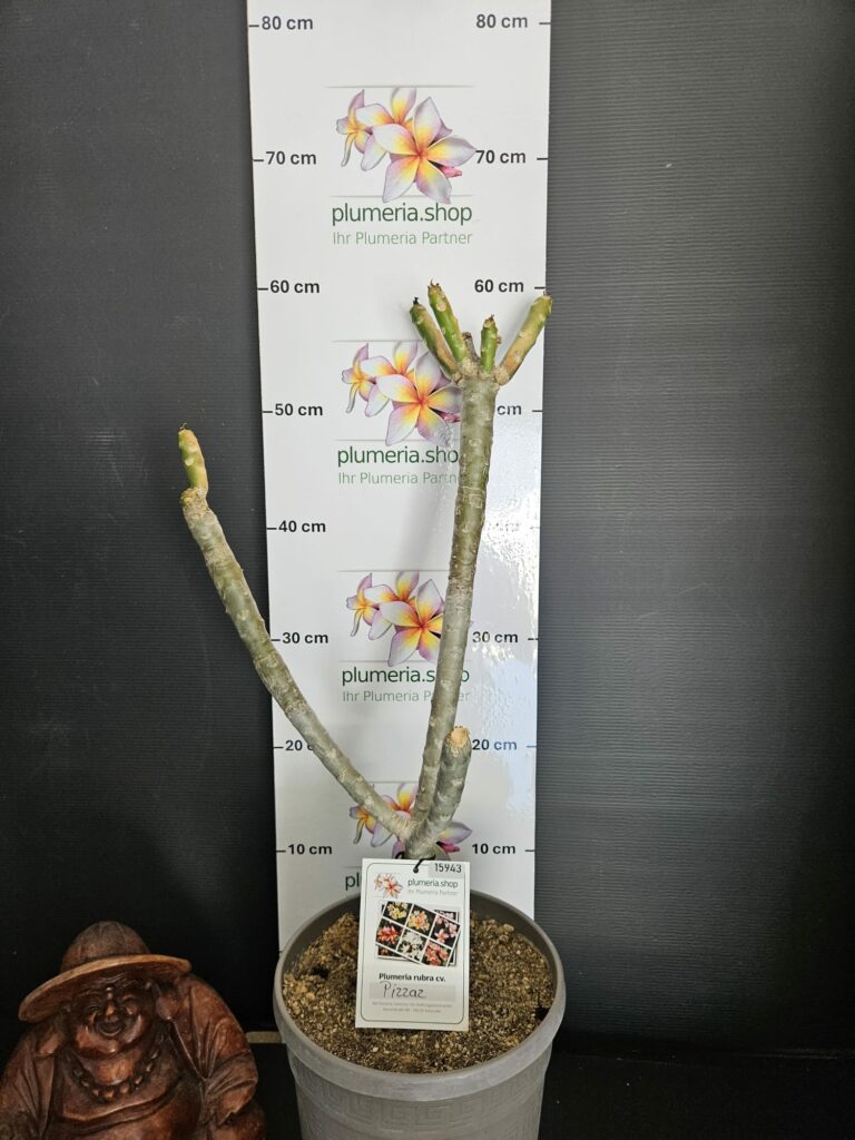 Plumeria rubra "Pizzaz"