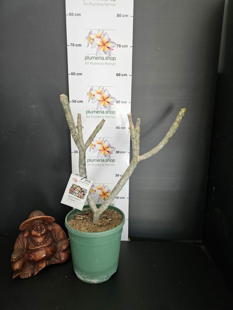 Plumeria rubra "Pizzaz"