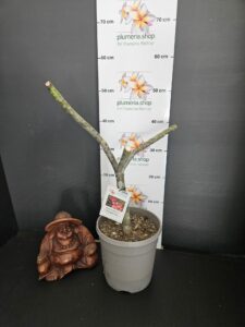 Plumeria rubra "Supernova"