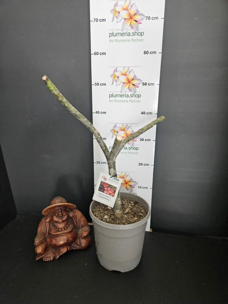 Plumeria rubra "Supernova"