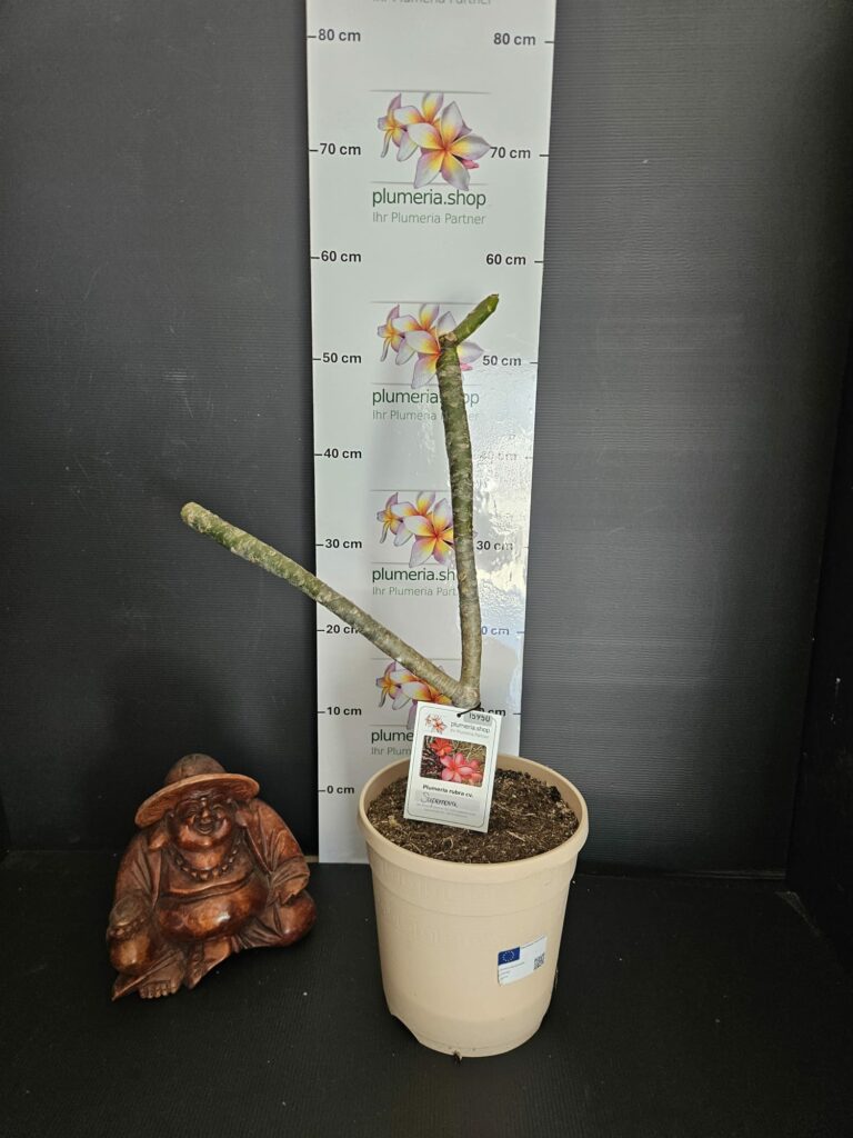 Plumeria rubra "Supernova"