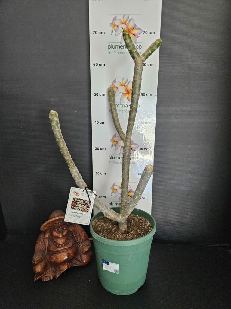 Plumeria rubra "Pizzaz"