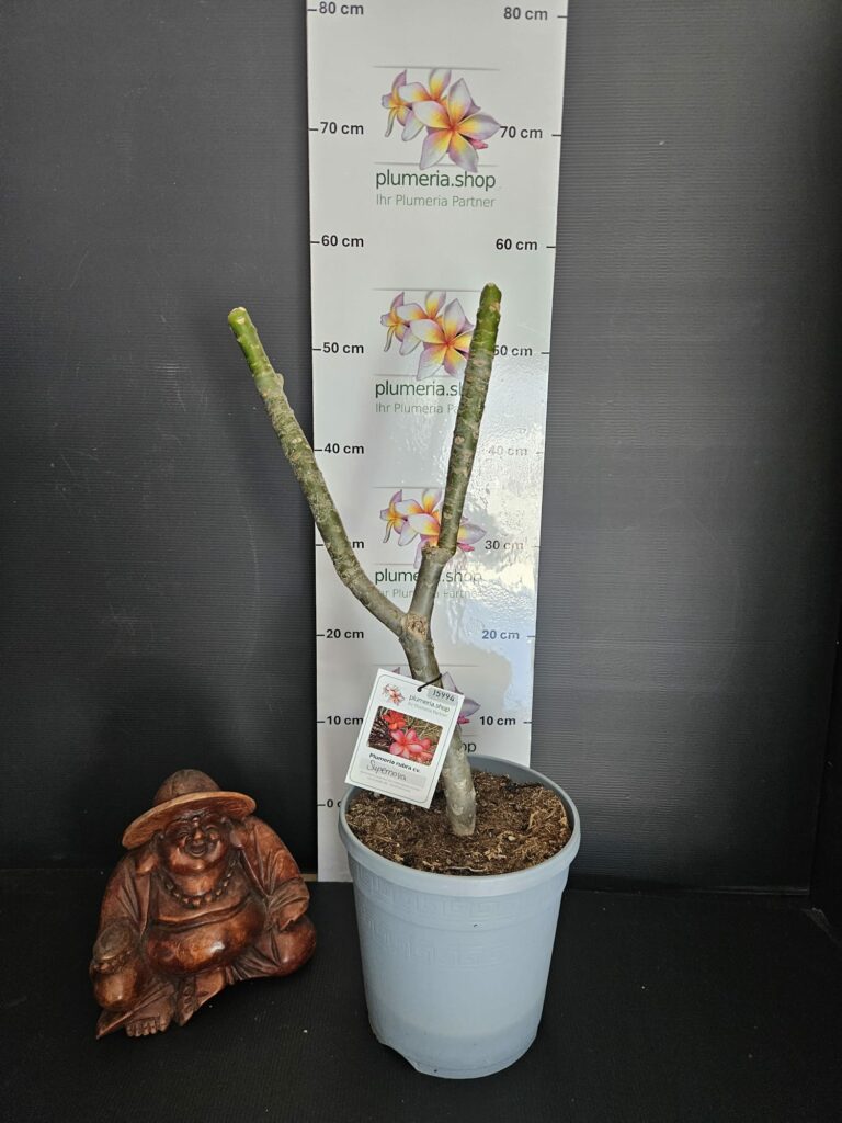 Plumeria rubra "Supernova"