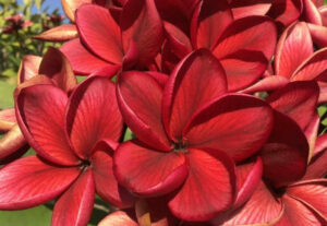 Plumeria rubra "Wild Passion"