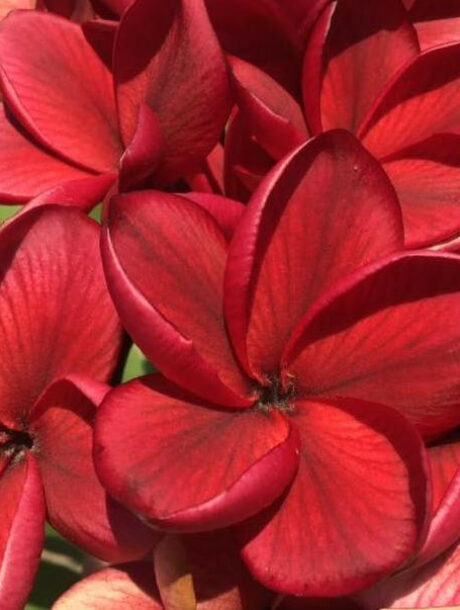 Plumeria rubra "Wild Passion" - wurzelnackt