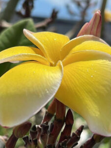 Plumeria rubra "Yellow Jack"