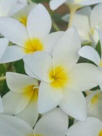 Plumeria rubra "Saint Germain"