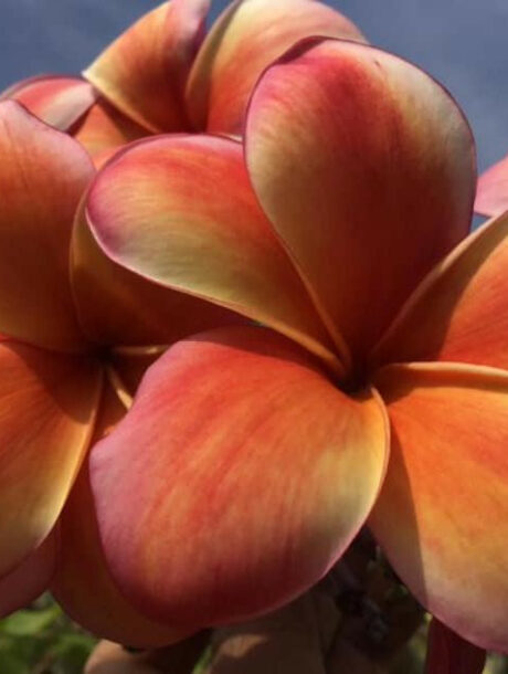 Plumeria rubra "Armageddon"