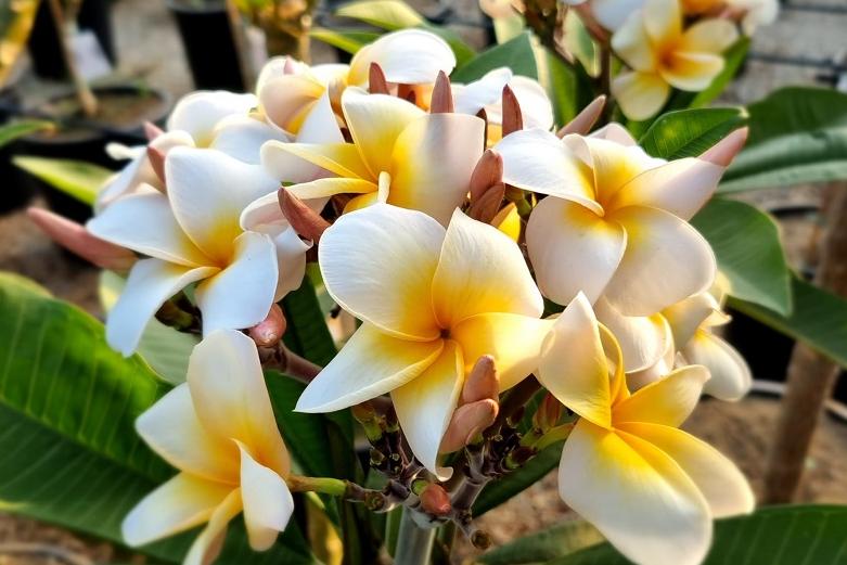 Plumeria rubra "CP Aurora Bloom"