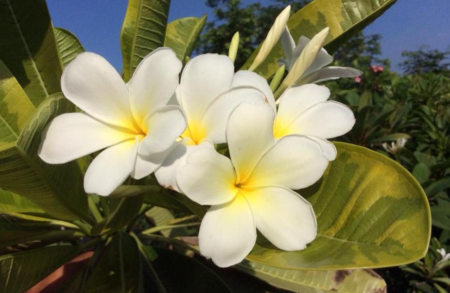 Plumeria rubra "Aussie Gold variegated"