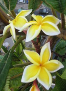 Plumeria rubra "Bali Palace"