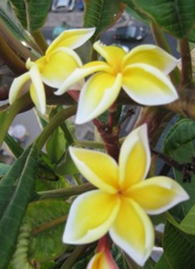 Plumeria rubra "Bali Palace"