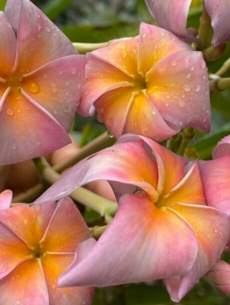 Plumeria rubra « Barbara », racines nues