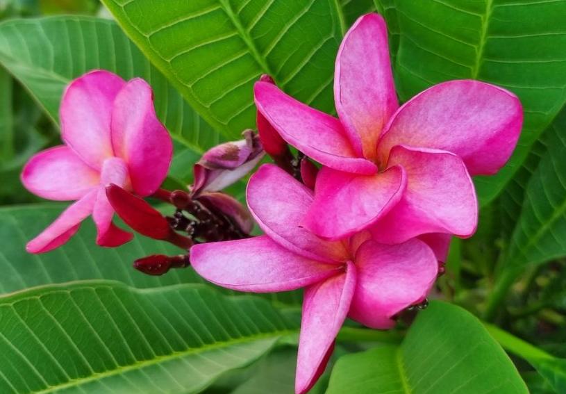 Plumeria rubra "CP Bella Vision"