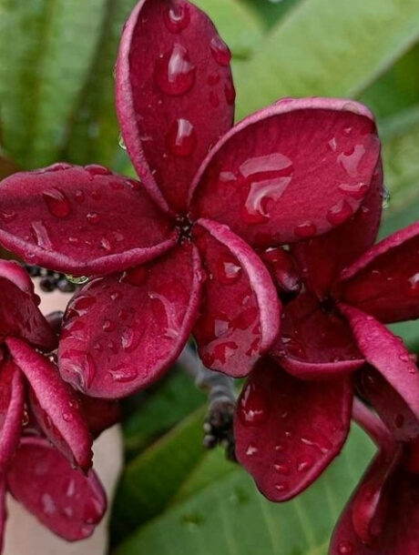 Plumeria rubra "Black Red" - wurzelnackt