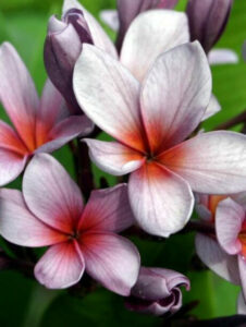 Plumeria rubra "Blueberry Divine", wurzelnackt