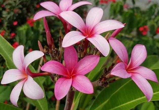 Plumeria rubra "CP Dara"