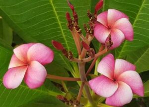 Plumeria rubra "CP Dino"