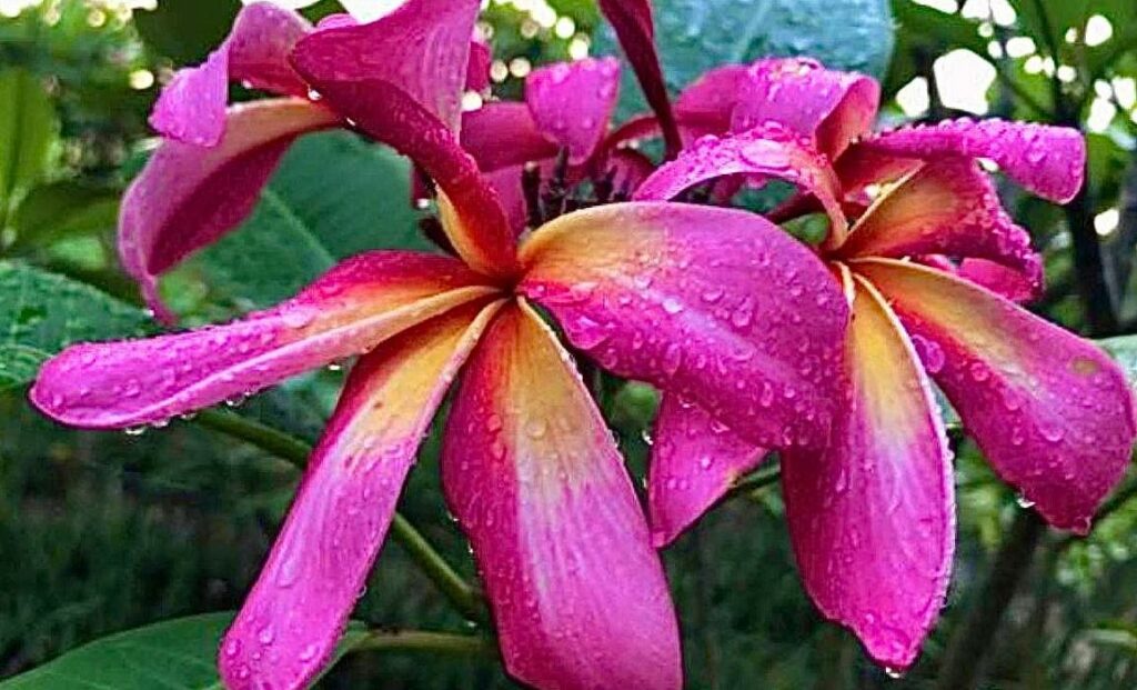 Plumeria rubra  "California Sally" - unbewurzelter Steckling
